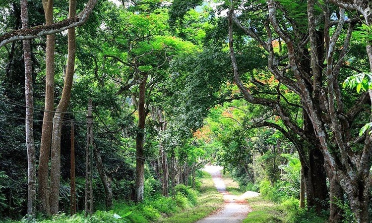Vườn quốc gia Cúc Phương - Ninh Bình